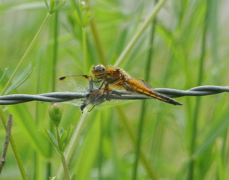  Four-spotted Chaser 